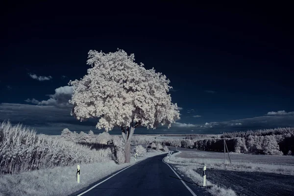 mavi gökyüzü ve beyaz bitkilerle döşenmiş bir manzara.