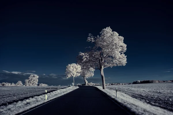 Plano Tonificado Paisaje Con Carretera Con Cielo Azul Plantas Blancas —  Fotos de Stock