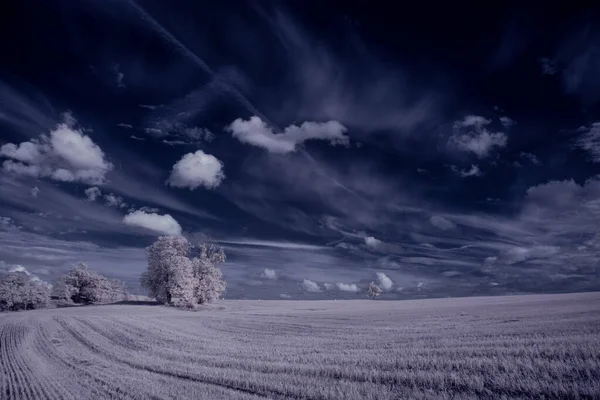 Tonad Bild Vanligt Landskap Med Blå Himmel Och Vita Växter — Stockfoto