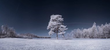 mavi gökyüzü ve beyaz bitkilerle dolu sade bir manzara.