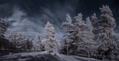 mavi gökyüzü ve beyaz bitkilerle dolu sade bir manzara.