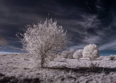 mavi gökyüzü ve beyaz bitkilerle dolu sade bir manzara.