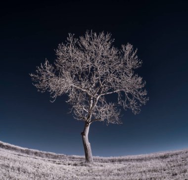 mavi gökyüzü ve beyaz bitkilerle donatılmış manzara görüntüsü
