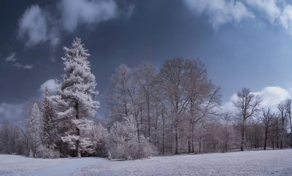 Cliché Tonique Paysage Plat Avec Ciel Bleu Plantes Blanches — Photo