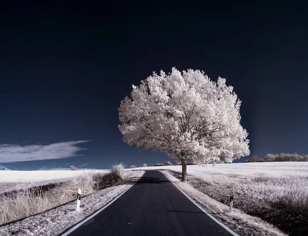 Tónovaný Záběr Krajiny Silnicí Modrou Oblohou Bílými Rostlinami — Stock fotografie