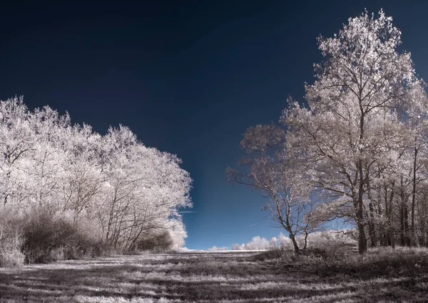 Tónovaný Záběr Krajiny Modrou Oblohou Bílými Rostlinami — Stock fotografie