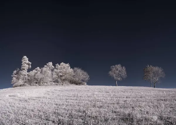 Tónovaný Záběr Krajiny Modrou Oblohou Bílými Rostlinami — Stock fotografie