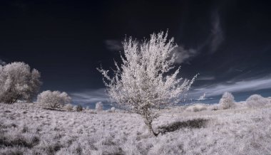 mavi gökyüzü ve beyaz bitkilerle dolu sade bir manzara.