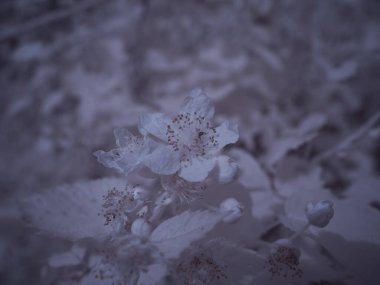 Çiçek yakın çekim, monokrom renkli resim