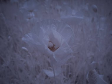 Çiçek yakın çekim, monokrom renkli resim