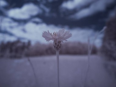 Çiçek yakın çekim, monokrom renkli resim