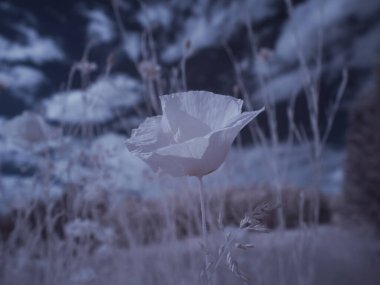 Çiçek yakın çekim, monokrom renkli resim