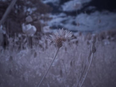Çiçek yakın çekim, monokrom renkli resim