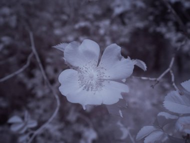 Çiçek yakın çekim, monokrom renkli resim