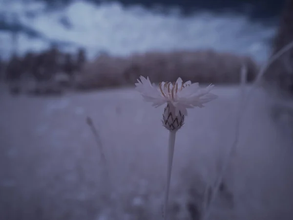 近镜头的花 单色色调图片 — 图库照片