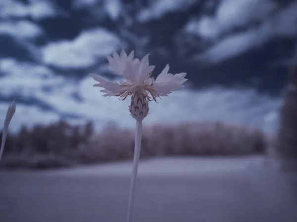 花のショットを閉じてモノクロのトーン画像 — ストック写真