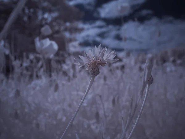 花のショットを閉じてモノクロのトーン画像 — ストック写真