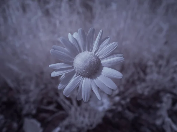 Close Tiro Flor Imagem Tonificada Monocromática — Fotografia de Stock