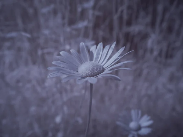 花のショットを閉じてモノクロのトーン画像 — ストック写真