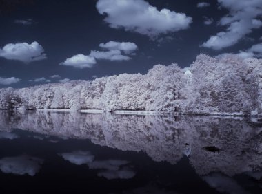 beyaz bitkiler ve mavi bulutlu gökyüzü 