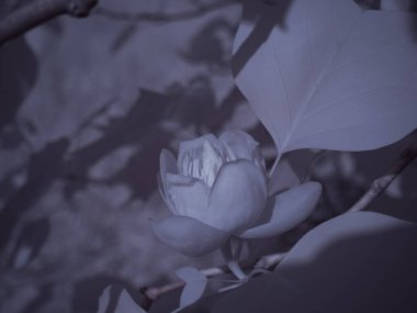 Çiçek yakın çekim, monokrom renkli resim