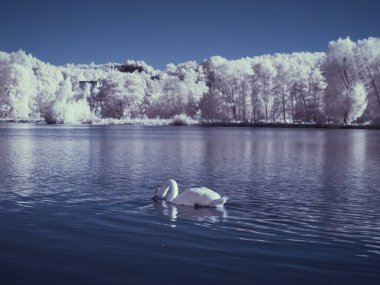 Kızılötesi fotoğrafçılık - gökyüzü altında bulutlu ağaç bulunan manzaranın fotoğrafı - dünyamızın sanatı ve kızılötesi kamera spektrumundaki bitkiler