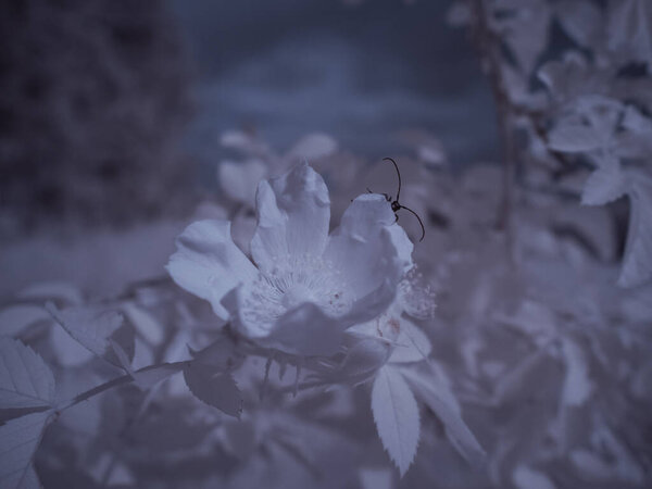 крупным планом снимок цветка, монохромная тонированная картинка