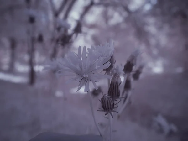 植物の写真を閉じてモノクロのトーンで — ストック写真