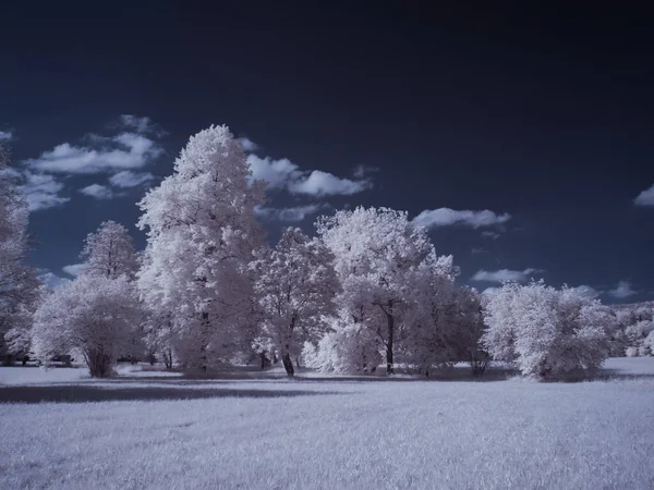 Tonad Bild Vanligt Landskap Med Blå Himmel Och Vita Växter — Stockfoto