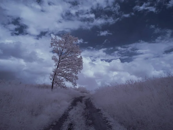Mavi Gökyüzü Beyaz Bitkilerle Dolu Sade Bir Manzara — Stok fotoğraf