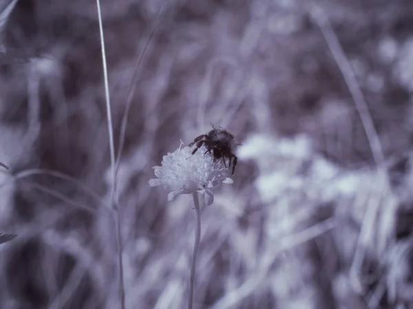 Primo Piano Colpo Fiore Foto Monocromatica Tonica — Foto Stock