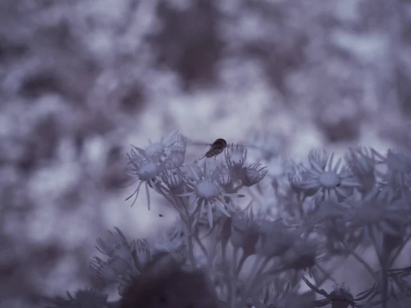 Close Tiro Flores Com Inseto Quadro Tonificado Monocromático — Fotografia de Stock