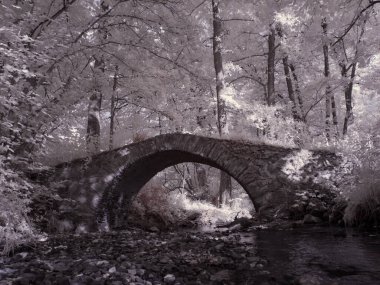 Kızılötesi fotoğrafçılık - gökyüzü altında bulutlu ağaç bulunan manzaranın fotoğrafı - dünyamızın sanatı ve kızılötesi kamera spektrumundaki bitkiler