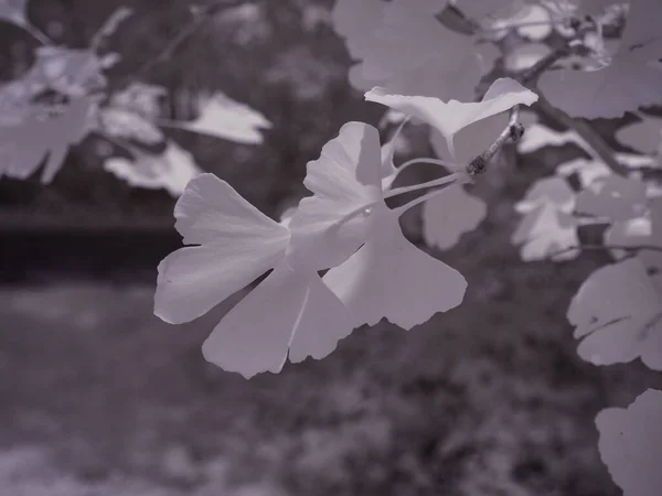 植物の写真を閉じてモノクロのトーンで — ストック写真