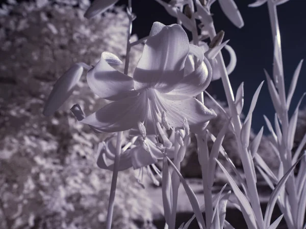 花のショットを閉じてモノクロのトーン画像 — ストック写真