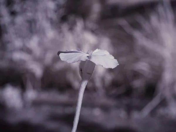 植物の写真を閉じてモノクロのトーンで — ストック写真