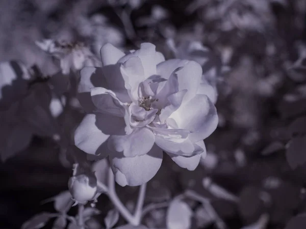 花のショットを閉じてモノクロのトーン画像 — ストック写真