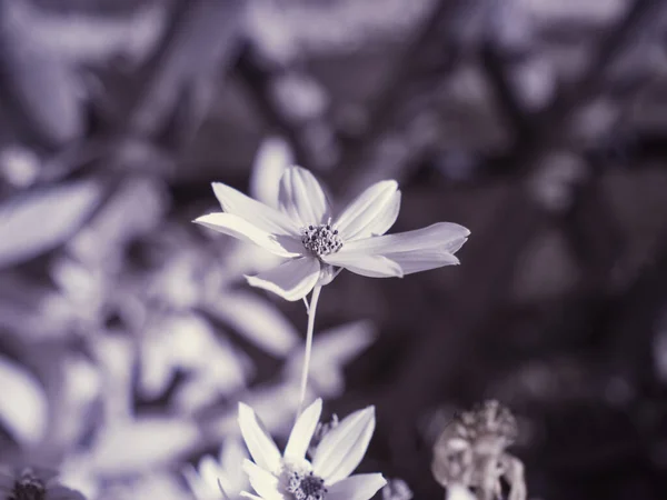 花のショットを閉じてモノクロのトーン画像 — ストック写真