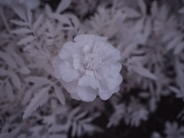 花のショットを閉じてモノクロのトーン画像 — ストック写真