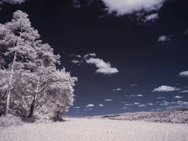 Tónovaný Záběr Krajiny Modrou Oblohou Bílými Rostlinami — Stock fotografie