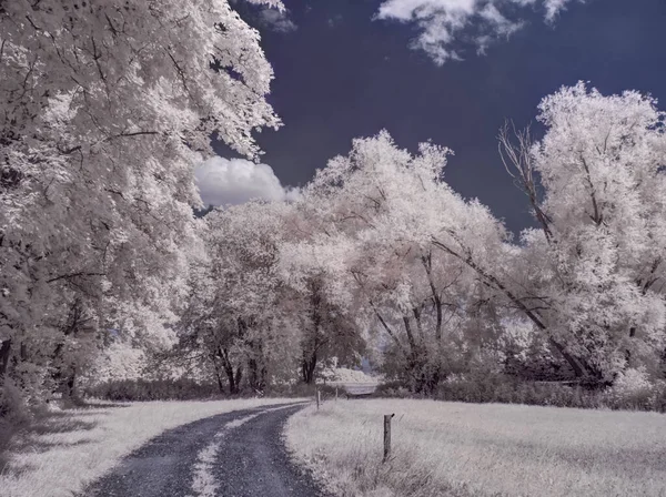 Plano Tonificado Paisaje Llano Con Cielo Azul Plantas Blancas — Foto de Stock