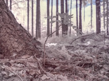 Kızılötesi fotoğrafçılık - gökyüzü altında bulutlu ağaç bulunan manzaranın fotoğrafı - dünyamızın sanatı ve kızılötesi kamera spektrumundaki bitkiler