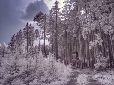 Kızılötesi fotoğrafçılık - gökyüzü altında bulutlu ağaç bulunan manzaranın fotoğrafı - dünyamızın sanatı ve kızılötesi kamera spektrumundaki bitkiler