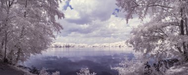 beyaz bitkiler ve mavi bulutlu gökyüzü 