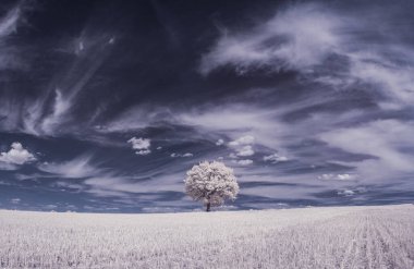 mavi gökyüzü ve beyaz bitkilerle dolu sade bir manzara.