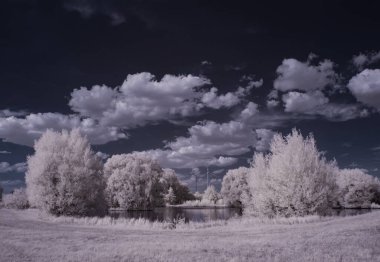 mavi gökyüzü ve beyaz bitkilerle dolu sade bir manzara.