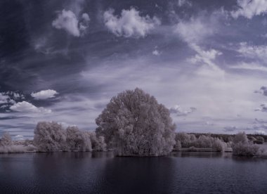 beyaz bitkiler ve mavi bulutlu gökyüzü 