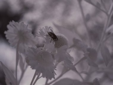 Kızılötesi fotoğrafçılık - gökyüzü altında bulutlu ağaç bulunan manzaranın fotoğrafı - dünyamızın sanatı ve kızılötesi kamera spektrumundaki bitkiler