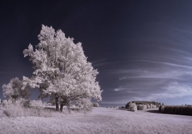 mavi gökyüzü ve beyaz bitkilerle dolu sade bir manzara.