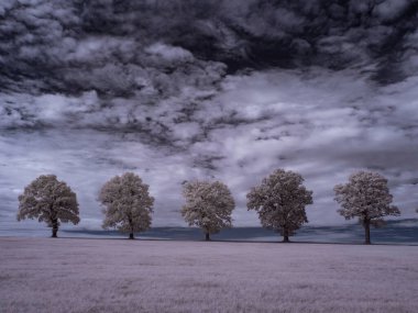 mavi gökyüzü ve beyaz bitkilerle dolu sade bir manzara.